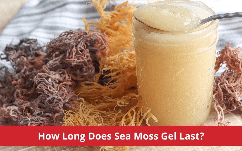 how long does sea moss gel last