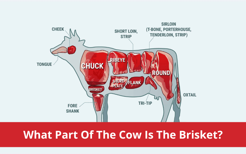 what part of the cow is the brisket
